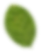 leaf one