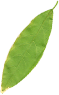 leaf five